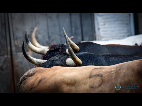 SORTEO | Corrida de toros, Victoriano del Río