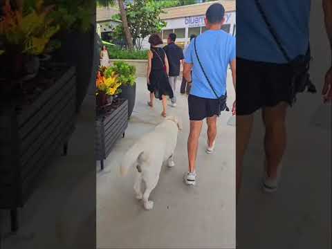 Heinz Dog training / Miami Dog Training video.