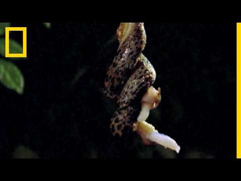 Comment se reproduit la limace-léopard ?