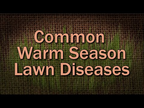 Common Warm Season Lawn Diseases – Family Plot