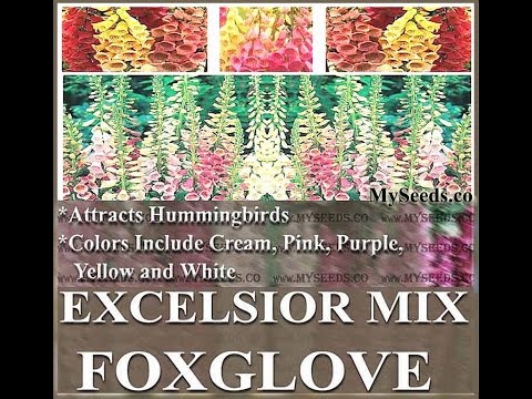 download lagu mp3 mp4 Digitalis Excelsior Mix, download lagu Digitalis Excelsior Mix gratis, unduh video klip Digitalis Excelsior Mix
