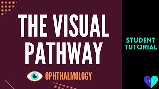 The Visual Pathway - Medical Tutorial
