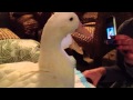Rubber Duckie