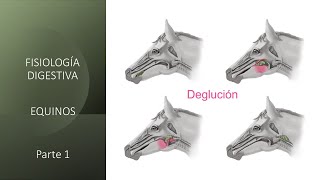 Fisiología digestiva: Equinos - Primera parte -