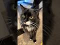 Cute Tuxedo Cat Enjoys Lobster