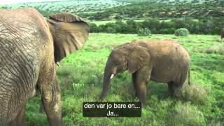 Freia Jungelvenner presenterer: Elefanthukommelse.