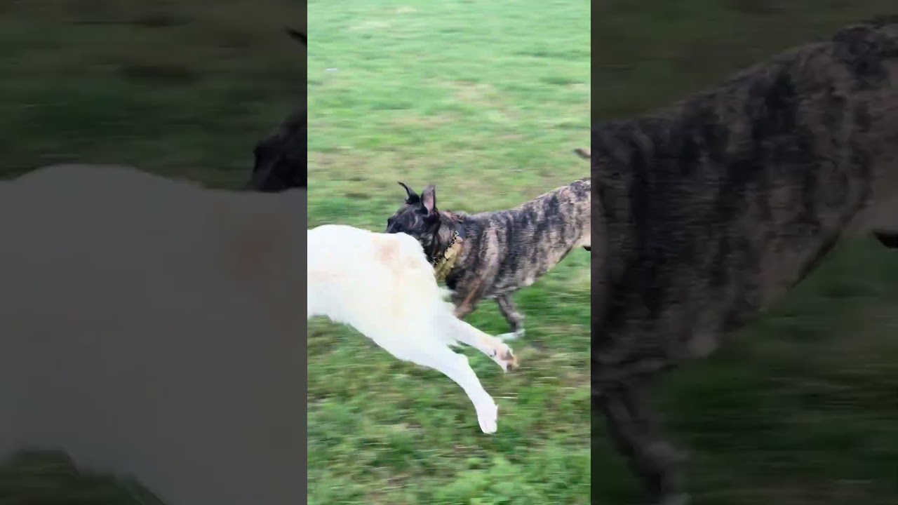 Enlarge Ivory, a Adoptable mixed breed in New York, NY video 6/6