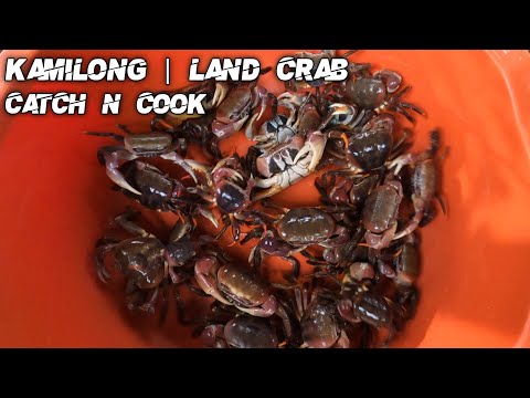 e364 - Nakarami kami Ng Kamilong Land Crab Catch N Cook