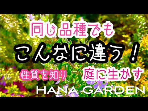 メドウローズ、カロライナローズ 植物