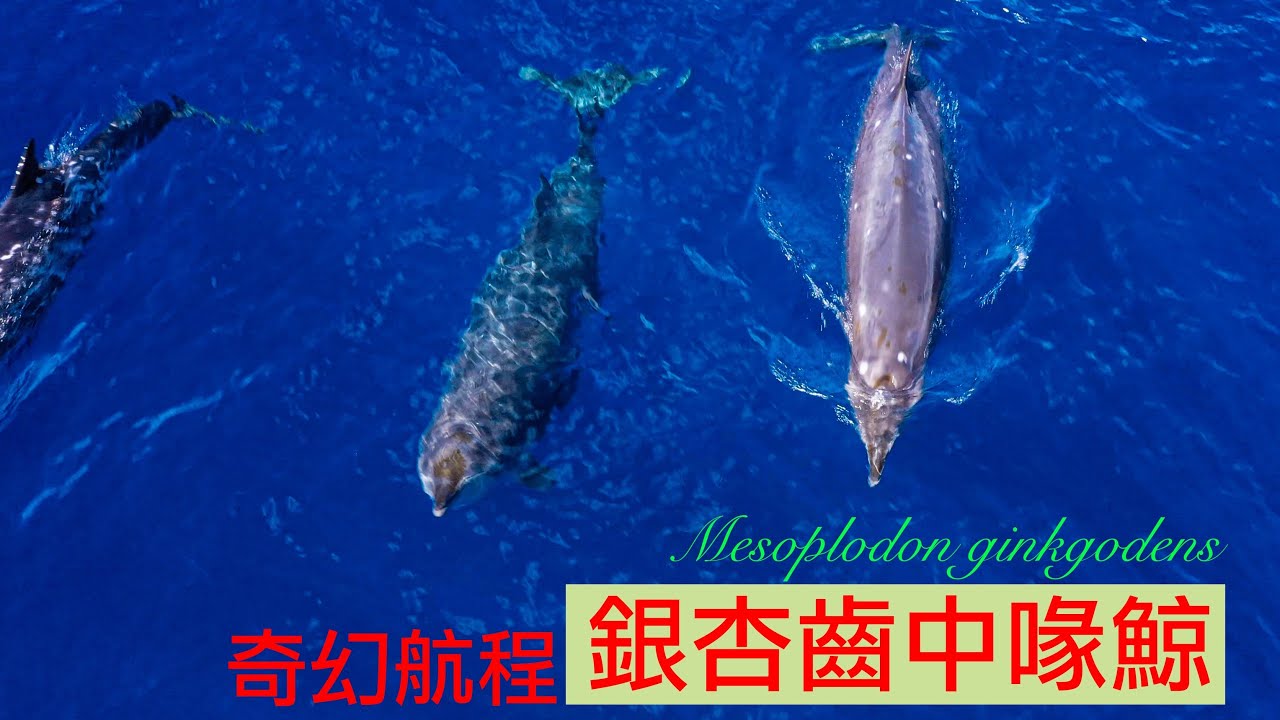 The Ginkgo-toothed Beaked Whale: A Life Found by Sound