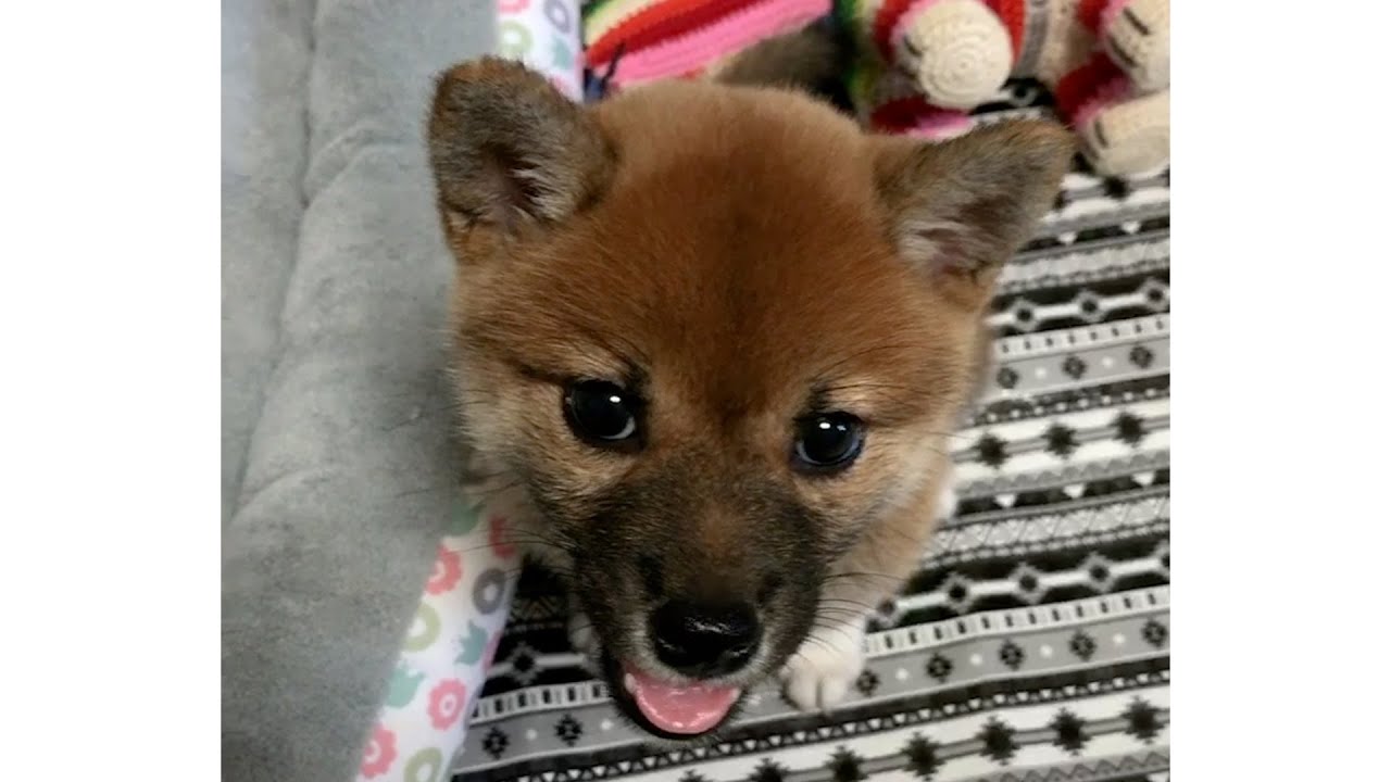 【誕生日記念】柴犬が私たちにもたらしてくれたもの