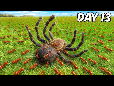 1,000 Fire Ants vs Lethal Prey