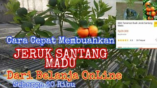 Download lagu How to grow oranges in pots mp3