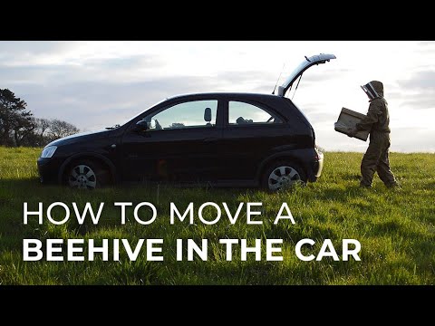 How to Move a Beehive in the Car