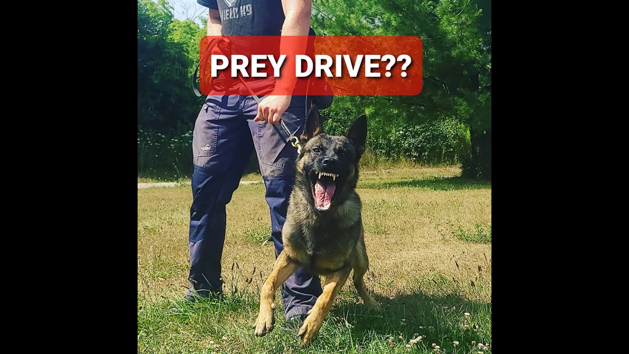 What is PREY DRIVE & HOW do you use it? K9 protection training 101