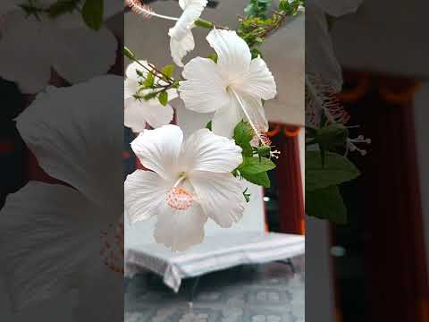 #padmaja youtube short video#shorts