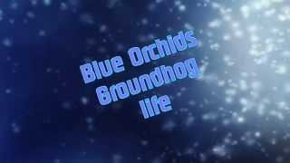 Blue Orchids ~ Groundhog Life