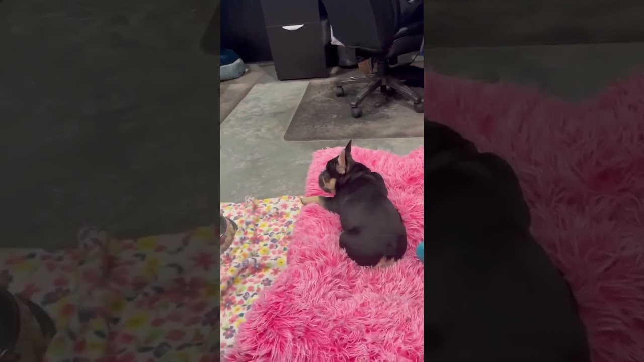 Princess Tater Tot video
