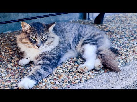 How to Give Catnip to Your Cat - Feeding Cats