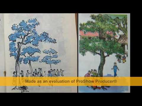 CÂY BÀNG MÙA HẠ