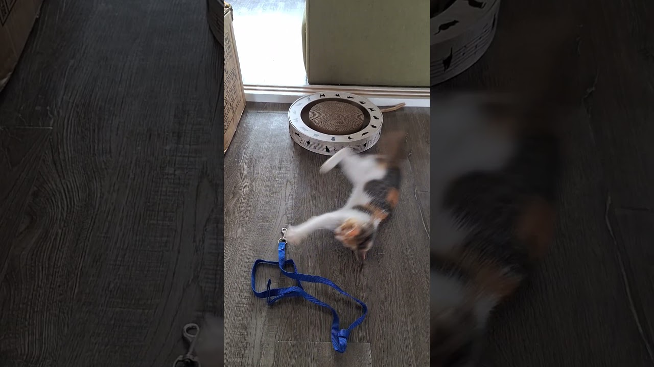 2025年9月6日　浜名湖の天使たち～いたずら親子 #cat #大天使 #cute