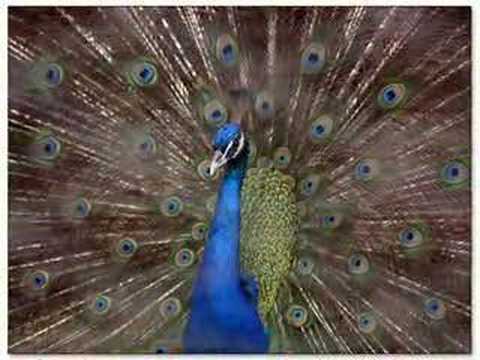 Bhojpuri Boys - La France