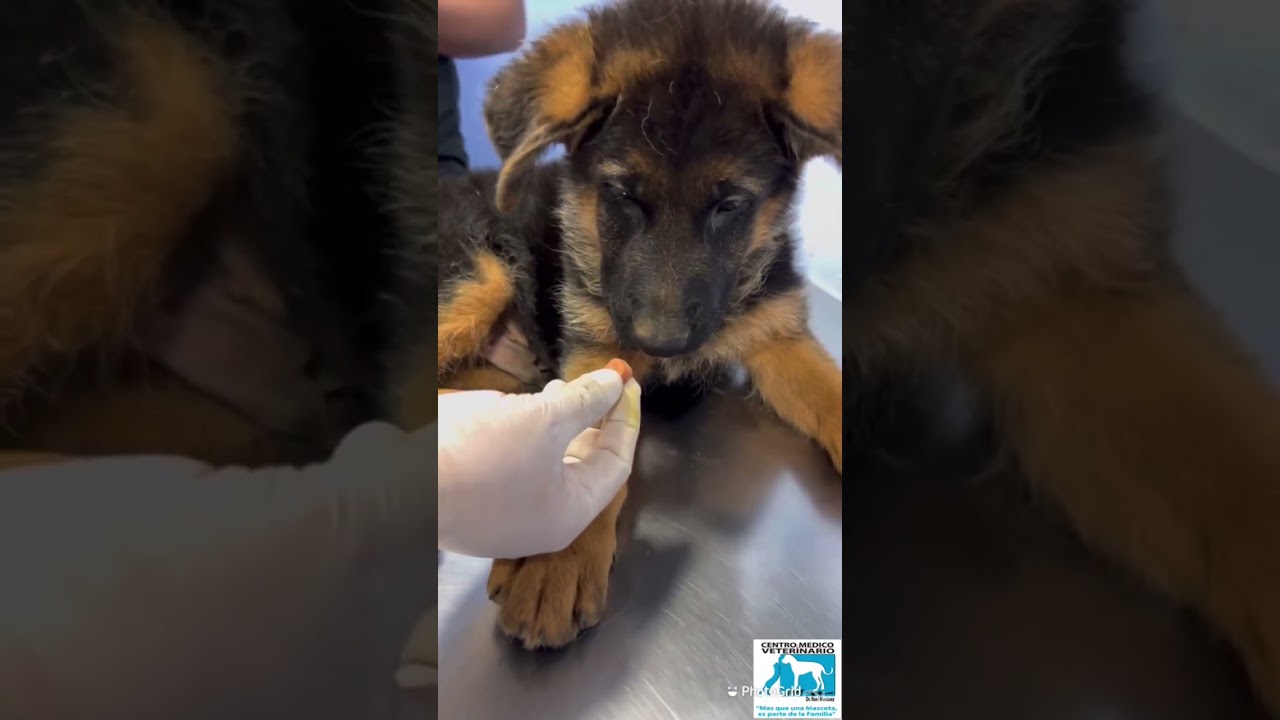 Nexgard. Producto 100% eficaz contra pulgas, garrapatas y ácaros que producen sarna