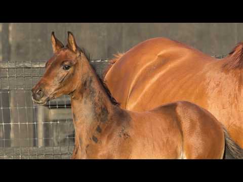 2017 Fürstenball/Feiner Stern/Diamont Oldenburg GOV Colt