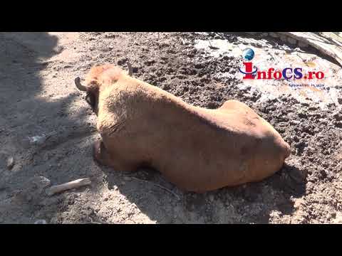 Zimbrii in gospodariile din Cornereva