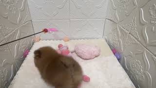 ポメラニアンの動画01