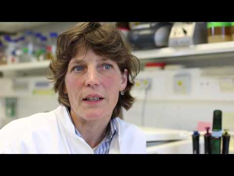 Antibiotika-Resistenzen schneller entlarven - Molekulare Bakteriologie am HZI