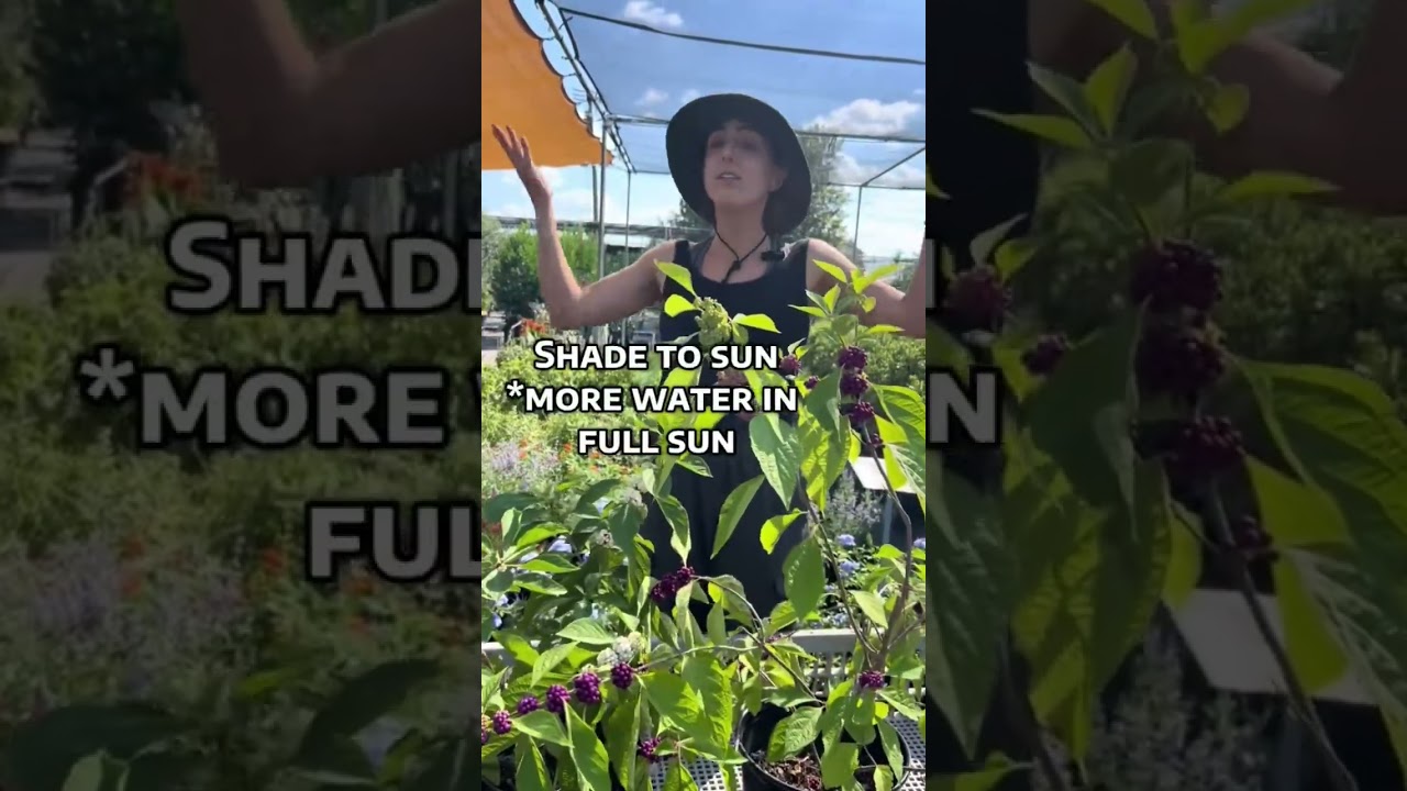 American Beautyberry Care & Growing Tips