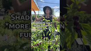 American Beautyberry Care & Growing Tips