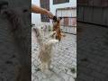 Dog Jumping Dog Sound Dog Funny Video Dog Barking Kutta Wala Dog Voice Shorts