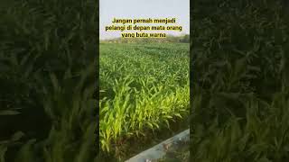 Download lagu Jangan pernah menjadi pelangi di depan mata orang yang buta warna #quotes #motivasidiri #shortsfeed mp3 Download lagu Jangan pernah menjadi pelangi di depan mata orang yang buta warna #quotes #motivasidiri #shortsfeed mp3