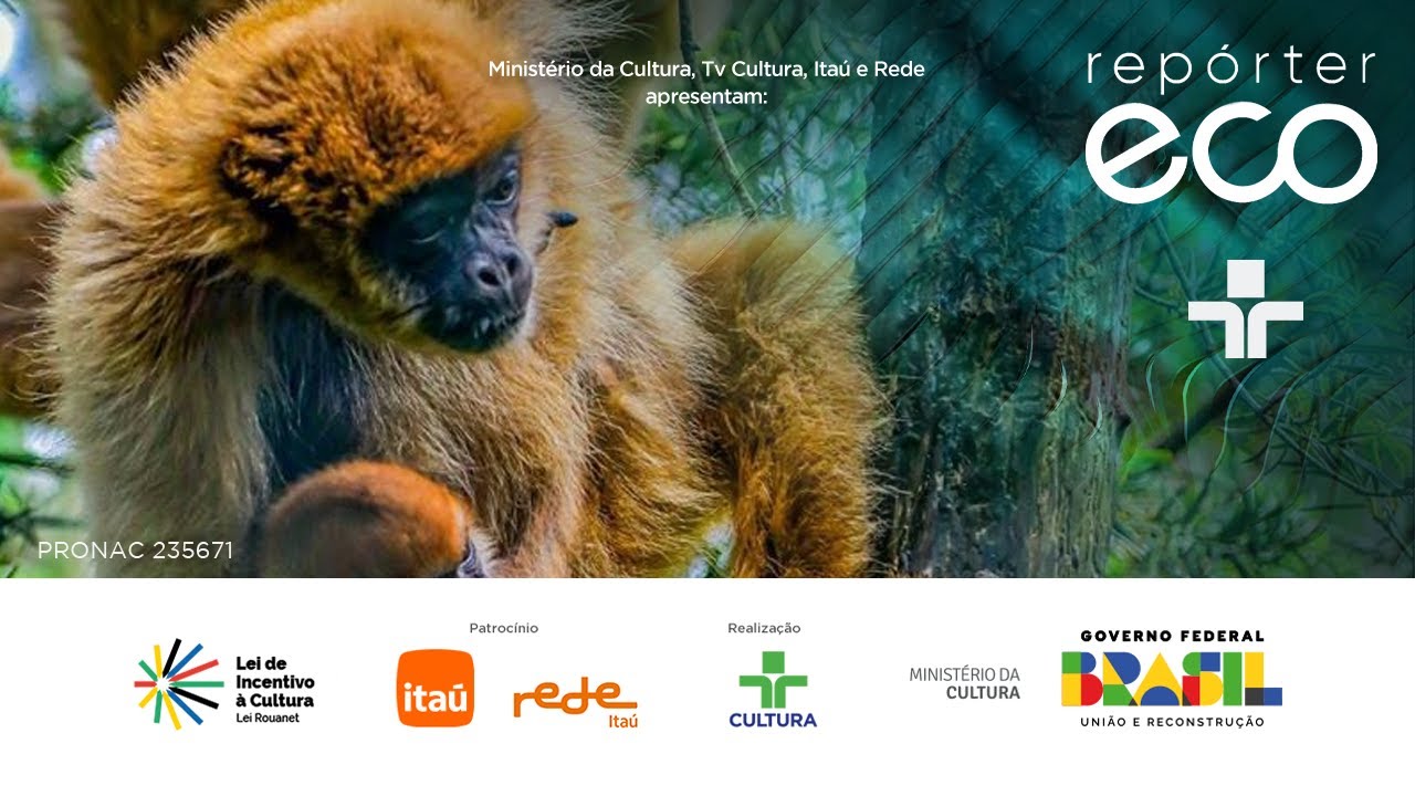 Repórter Eco | Muriquis do Sul e sua relação com a Mata Atlântica  27/10/2024