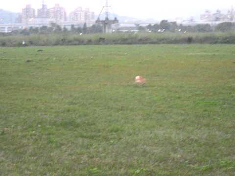 在草原快樂奔跑~(原發表者:ikeyama36)(影片)