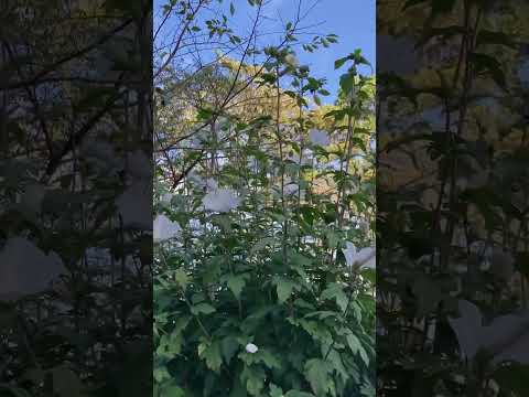 あらゆる水深に最適な池の植物 トピックス