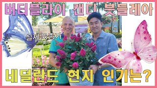 붓들레아가 과연 유럽에서 베스트셀러일까? feat.네덜란드 현지 영상 #정원 #가드닝 #꽃