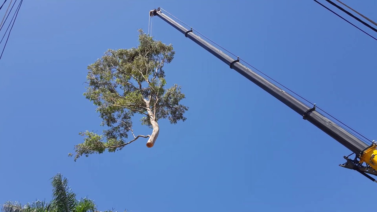 Large storm damaged Eucalyptus punctata - 55 ton crane