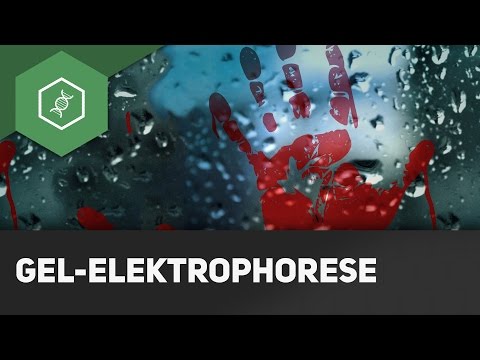 Gelelektrophorese einfach erklärt