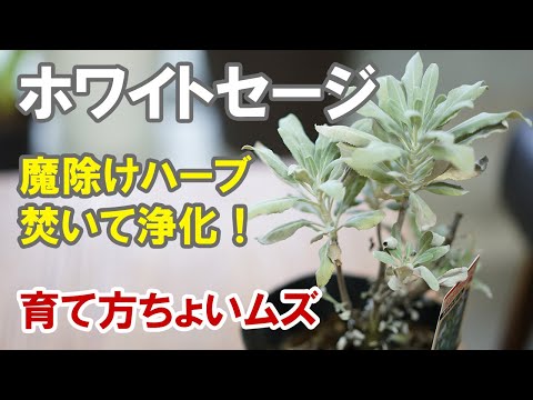 ステップセージ 植物
