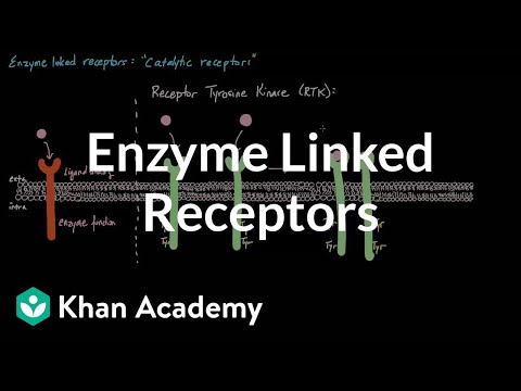 Enzyme Linked Receptors | Nervous system physiology | NCLEX-RN | Khan Academy