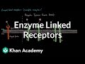 Enzyme Linked Receptors | Nervous system physiology | NCLEX-RN | Khan Academy