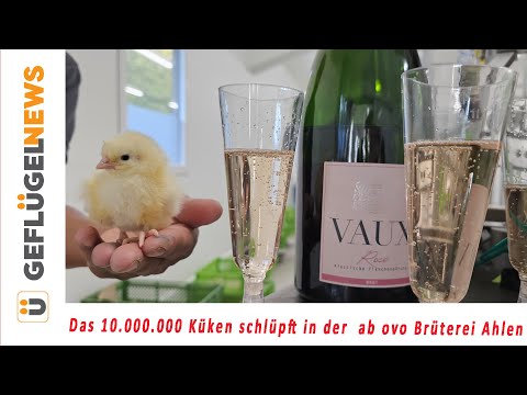 10.000.000 geschlüpfte Küken aus der ab ovo Brüterei in Ahlen