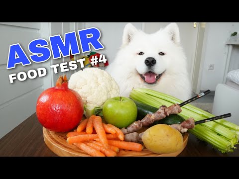 ASMR Dog Reviewing Different Types of Food #4 I MAYASMR