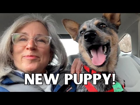 Health Benefits of Dogs - We got a Puppy!