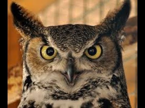 Kastrat z gildii PlaN śpiewa [Poka Sowe] XD XD XD