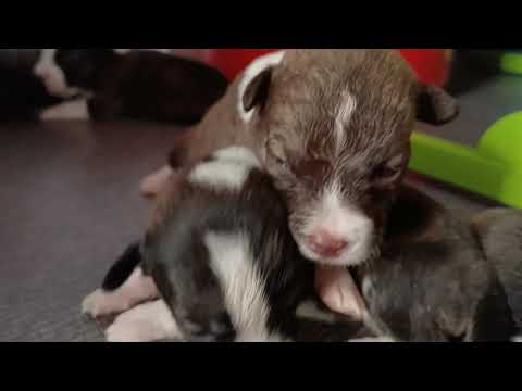 The Puppies & Daddy Butsog