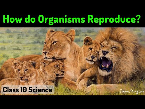 Class 10 how do organisms reproduce Video Lecture - Class 10 | Best Video for Class 10 Class 10 how do organisms reproduce Video Lecture - Class 10 | Best Video for Class 10